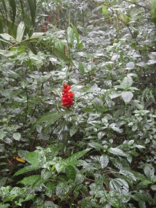 Monteverde 7  